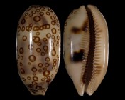Arestorides argus contrastriata