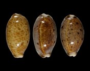 Lyncina lynx 