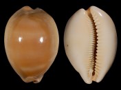 Lyncina kuroharai