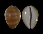 Lyncina schilderorum
