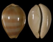 Lyncina sulcidentata