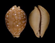 Lyncina leucodon leucodon