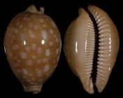Lyncina leucodon leucodon