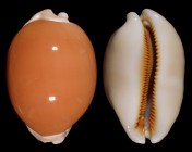 Lyncina aurantium