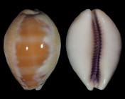 Lyncina carneola 