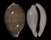 Lyncina camelopardalis