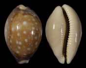 Lyncina vitellus vitellus
