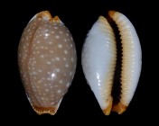 Staphylaea limacina interstincta f. clarissa