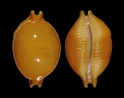 Pustularia globulus globulus