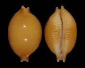 Pustularia globulus globulus