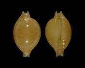 Pustularia globulus marerubra
