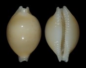 Pustularia globulus brevirostris var. grisgris