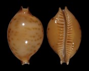 Pustularia globulus sphaeridium