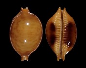 Pustularia globulus sphaeridium