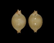 Pustularia cicercula cicercula