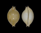 Pustularia margarita 