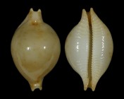 Pustularia margarita