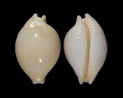 Pustularia mauiensis mauiensis