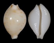 Pustularia mauiensis mauiensis