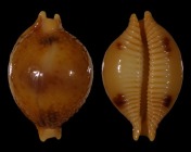 Pustularia bistrinotata bistrinotata f. samarensis