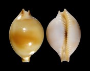 Pustularia bistrinotata f. jandeprezi