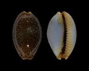 Staphylaea semiplota 