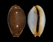 Staphylaea semiplota 