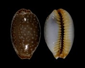 Staphylaea semiplota 