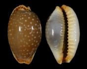 Staphylaea semiplota
