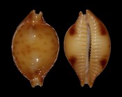 Pustularia bistrinotata sublaevis