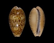 Pseudozonaria annettae 