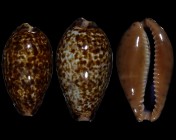 Pseudozonaria annettae 