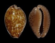 Pseudozonaria aequinoctialis 