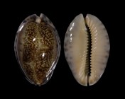 Pseudozonaria arabicula