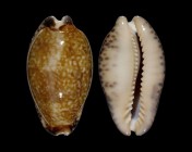 Pseudozonaria nigropunctata 