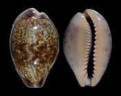 Zonaria zonaria var.