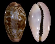 zonaria picta