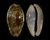 Zonaria picta
