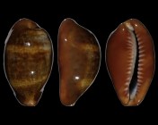 Zonaria pyrum insularum