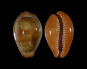 Zonaria pyrum angolensis