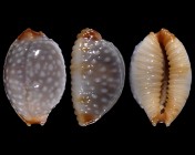 Staphylaea staphylaea consobrina