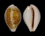 Zonaria angelicae 