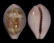 Zonaria angelicae f. petiformis: Click for larger image Zonaria angelicae f. petiformis