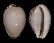 Notocypraea angustata 