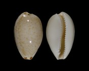 Notocypraea declivis 