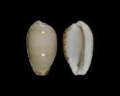 Notocypraea comptonii var.