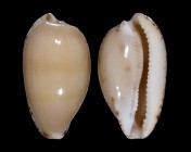 Notocypraea comptonii 