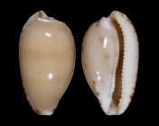 Notocypraea comptonii 