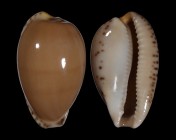 Notocypraea comptonii f. trenberthae