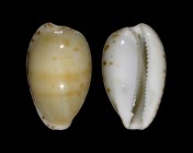 Notocypraea comptonii f. mayi